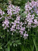 Spansk Blåklocka, Trä Hyacint lila Blomma