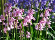 garden flowers pink Spanish Bluebell, Wood Hyacinth Endymion hispanicus, Hyacinthoides hispanica photos, description, cultivation and planting, care and watering