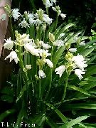 biały Kwiat Endymion (Endymion hispanicus, Hyacinthoides hispanica) zdjęcie