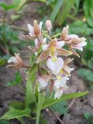 Bataklık Helleborine, Bataklık Epipactis pembe çiçek