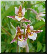 garden flowers pink Marsh Helleborine, Swamp Epipactis Epipactis  photos, description, cultivation and planting, care and watering