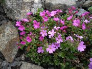 garden flowers pink Fairy Foxglove Erinus alpinus photos, description, cultivation and planting, care and watering