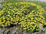 жълт Цвете Елда (Eriogonum) снимка