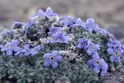 lichtblauw Bloem Arctic Vergeet-Mij-Niet, Alpine Vergeet-Mij-Niet (Eritrichium) foto