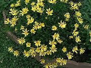 žltý Kvetina Bush Sedmokráska, Zelené Euryops  fotografie