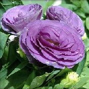 紫丁香 花 草原龙胆，洋桔梗，德州风信子 (Eustoma) 照片