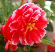 Pradaria Genciana, Lisianthus, Bluebell Texas vermelho Flor