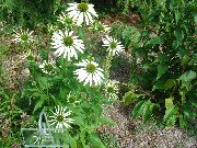 alb Floare Coneflower, Coneflower Est (Echinacea) fotografie