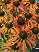 orange Blomst Coneflower, Østlige Coneflower (Echinacea) bilde