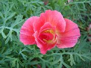 rosa Blomma Kalifornien Vallmo (Eschscholzia californica) foto