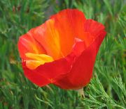rot Blume Kalifornischer Mohn (Eschscholzia californica) foto
