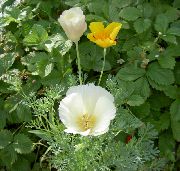 weiß Blume Kalifornischer Mohn (Eschscholzia californica) foto