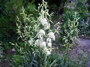Βελόνα Του Αδάμ, Spoonleaf Yucca, Βελόνα Παλάμη λευκό λουλούδι