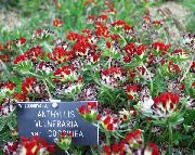 röd Blomma Getväppling, Lady Fingrar (Anthyllis) foto