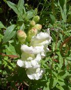 valkoinen Kukka Snapdragon, Lumikko Kuono (Antirrhinum) kuva