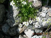 fehér Virág Hó-In-Nyáron (Cerastium) fénykép