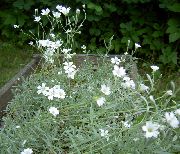 bijela Cvijet Snijeg-U-Ljeto (Cerastium) foto