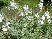 bijela Cvijet Snijeg-U-Ljeto (Cerastium) foto