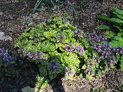 紫丁香 花 野，死的苦恼 (Lamium) 照片