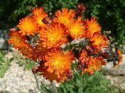 garden flowers orange Yellow hawkweed, Fox and Cubs, Orange Hawkweed, Devil's Paintbrush, Grim-the-Collier, Red Daisy Hieracium  photos, description, cultivation and planting, care and watering
