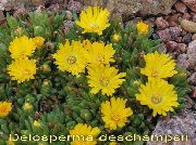gul Blomst Hardfør Is Plante (Delosperma) bilde