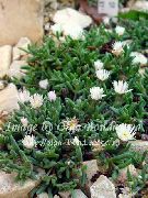 garden flowers white Hardy Ice Plant Delosperma  photos, description, cultivation and planting, care and watering