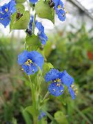 Gün Çiçeği, Spiderwort, Gözyaşları Dul mavi çiçek