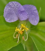 alyvinis žiedas Dieną Gėlė, Spiderwort, Našlių Ašaras (Commelina) nuotrauka