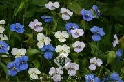 garden flowers white Day Flower, Spiderwort, Widows Tears Commelina photos, description, cultivation and planting, care and watering