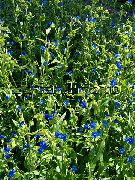 蓝色  鲜花，蜘蛛麦汁，寡妇的眼泪 (Commelina) 照片