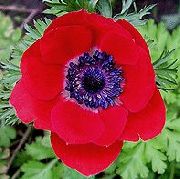 rosso Fiore Corona Windfower, Windflower Grecian, Papavero Anemone (Anemone coronaria) foto