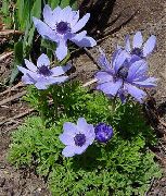 albastru deschis Floare Coroana Windfower, Windflower Grecian, Mac Anemone (Anemone coronaria) fotografie