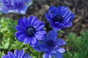 青 フラワー クラウン風の花、ギリシャ風の花、ケシのアネモネ (Anemone coronaria) フォト
