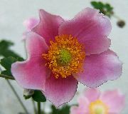 ピンク フラワー クラウン風の花、ギリシャ風の花、ケシのアネモネ (Anemone coronaria) フォト