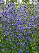 sinine Lill Itaalia Suurelehine Brunnera, Itaalia Alkanet, Suvel Lõosilm (Anchusa) foto