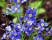 lyse blå Blomst Falsk Blå Lin (Heliophila longifolia) bilde