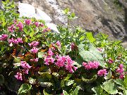 рожевий Квітка Шізокодон (Schizocodon soldanelloides) фото