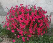 Petunia Fortunia röd Blomma