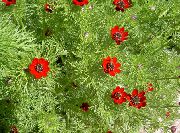 piros Virág Adonisz (Adonis amurensis) fénykép