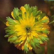 მწვანე ყვავილების Adonis (Adonis amurensis) ფოტო