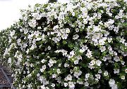Bacopa (Sutera) fehér Virág