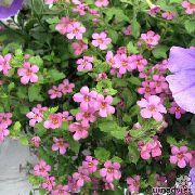 rosa Blomst Bacopa (Sutera)  bilde