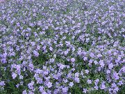 albastru deschis Floare Bacopa (Sutera)  fotografie