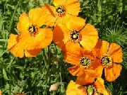 Стіломекон помаранчевий Квітка