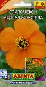 orange Blomst Vinden Poppy (Stylomecon heterophyllum) bilde
