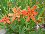 garden flowers orange Blackberry Lily, Leopard Lily  Belamcanda chinensis photos, description, cultivation and planting, care and watering