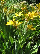жовтий Квітка Беламканда (Belamcanda chinensis) фото