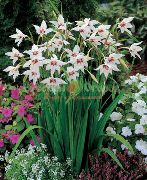 Abessinialainen Gladiolus, Riikinkukko Orkidea, Tuoksuva Gladiolus, Miekka Lilja valkoinen Kukka
