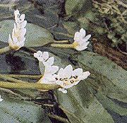 balts Zieds Ūdens Vilkābele (Aponogeton distachyos) foto