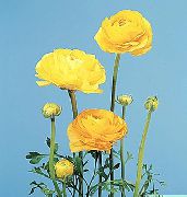 geltonas žiedas Vėdrynas, Persų Vėdrynas, Turbanas Vėdrynas, Persų Raukšleles Už Akių Kampai (Ranunculus asiaticus) nuotrauka